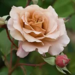 JULIAS ROSE