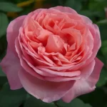 MADEMOISELLE MEILLAND