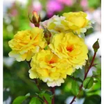 NADINAZEROUALI- ēdamā