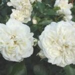 WHITE MEIDILAND -2. gad.