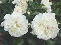 WHITE MEIDILAND -2. gad.