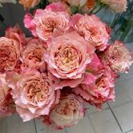 COUNTRY SPIRIT LOUISE