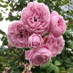 CUPCAKE / SWEET CANDY