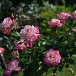 TREE WEDDING - Image 2